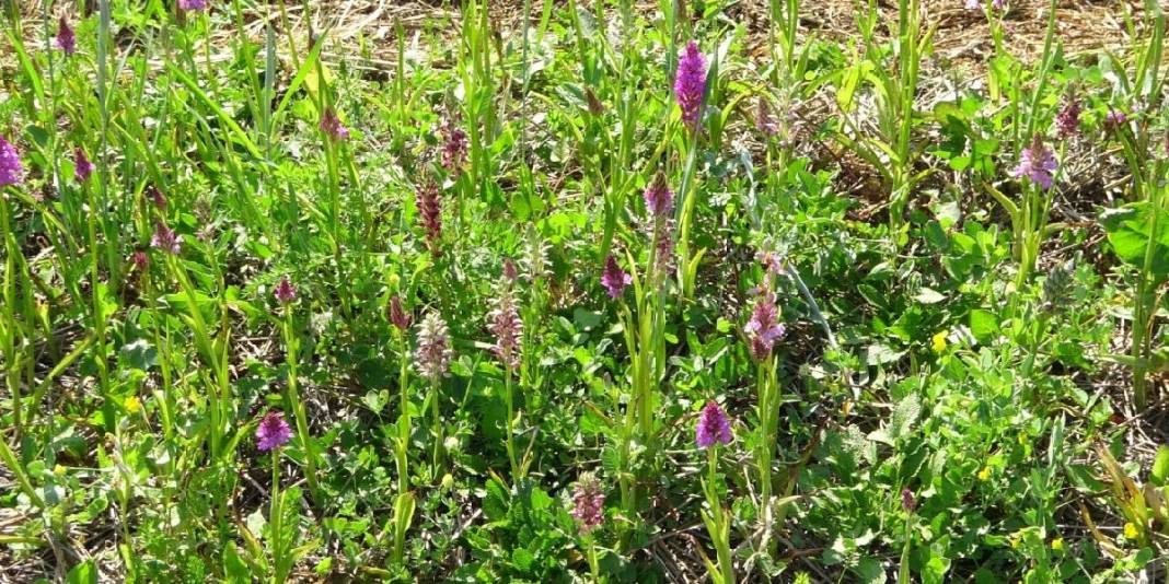 Tarlada zengin ediyor, doğada toplanmıyor! Dünyanın en pahalı bitkisinde hasat başladı: Kilosu 3 bin liraya satılıyor 3